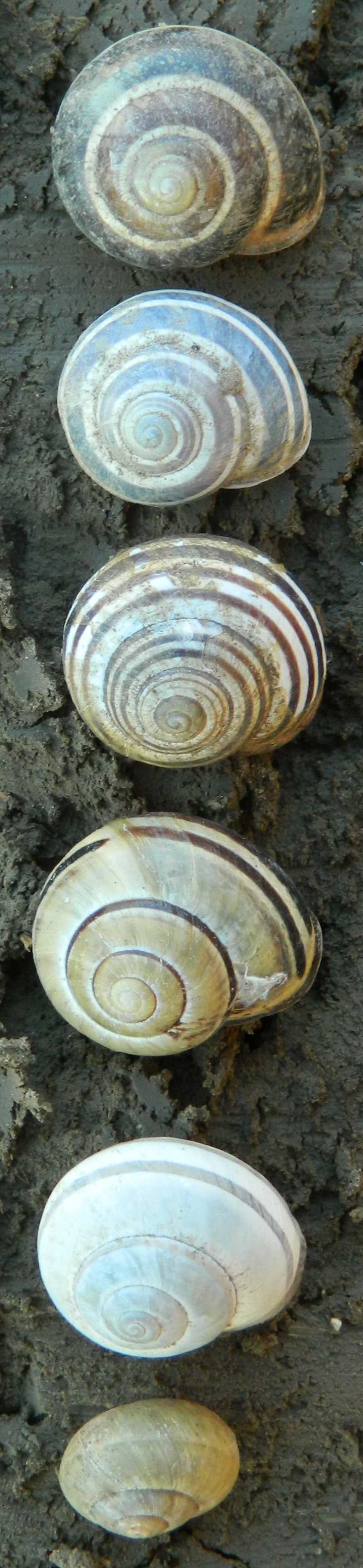 Cepaea nemoralis etrusca da Castenaso (BO)